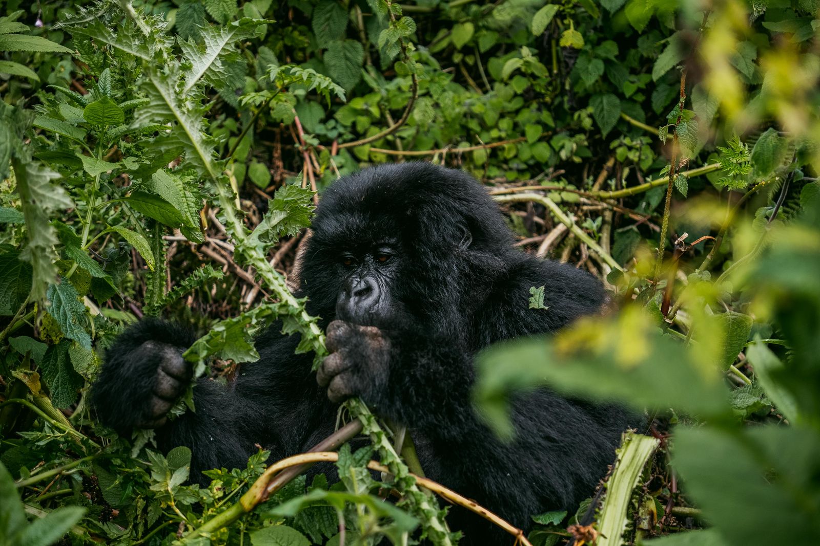 Rwanda